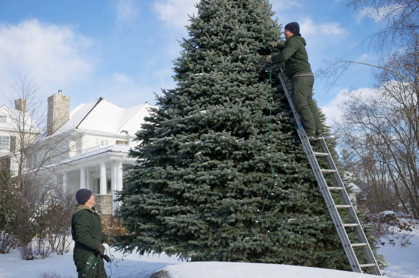 Installer on a tall ladder wrapping a big blue spruce while a teammate feeds the strand