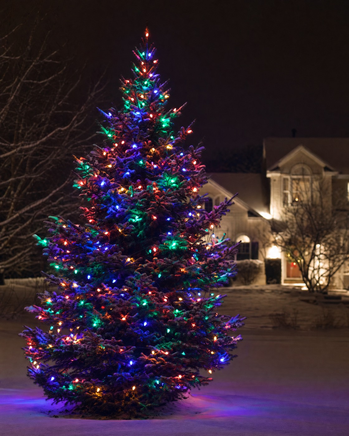 Tall blue spruce wrapped in multicolor C9 lights in the snow